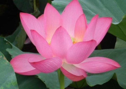 庭院■庭院养花，此款花是最好选择，皮实好养爆盆快，一年四季开花不停