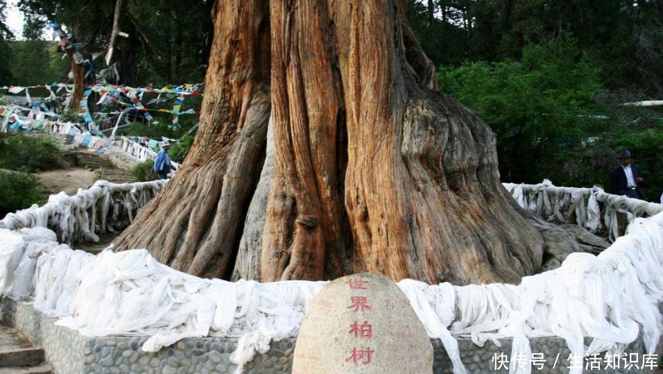  「一亩地」国内最神奇的四棵树：一棵树这样面积达一亩地，一颗