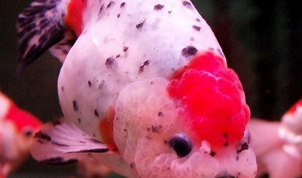  #盲目#养鱼的设备你们知道是哪些吗？新手别盲目使用，有些设备是必须地