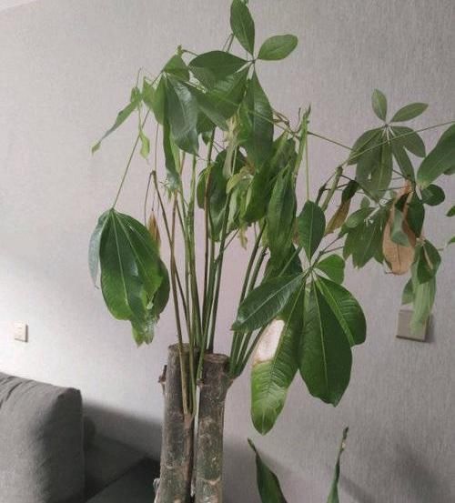  花草：离家时间久，花草都蔫了，一刀下去“剪光光”，30天新芽长满枝