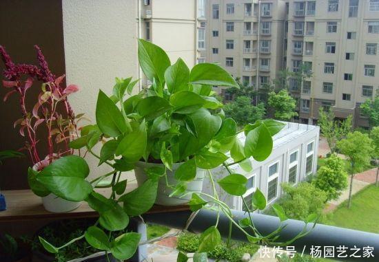  绿萝■绿萝“常年”有“3怕”，难怪“烂根”又黄叶，现在纠正也不晚