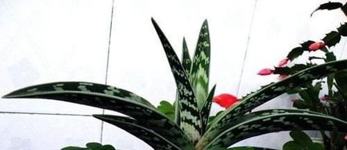 『翠绿的叶片』这6种绿色植物,家里养上几盆,增添绿意,清新又养眼!