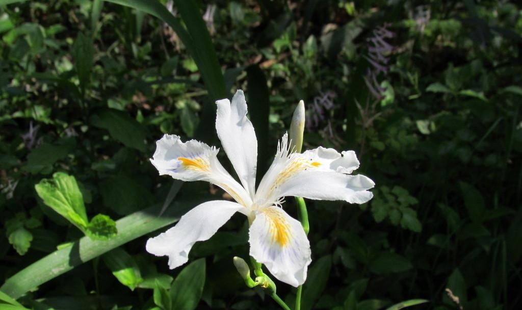  『根茎』此物名为“扁竹根”，是风湿腰腿疼克星，路边就有，见了带走！