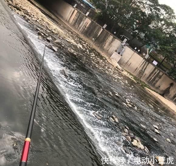  #非洲#河里的“非洲鲫鱼”成灾，一两斤一条，却黑得吓人，能吃吗？