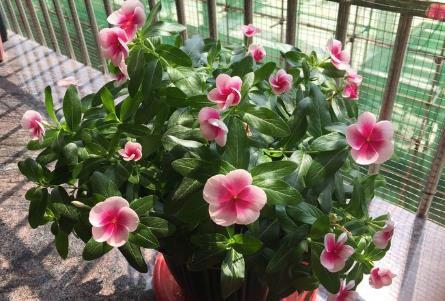  「托菊」新手养花，不如养盆花中精品“鳞托菊”，晶莹剔透，淡雅高贵