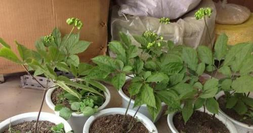  种子：家里不知养啥花，那就养“人参”，简单又好养，还能开花结种子