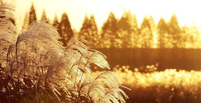 诗歌：与你擦肩而过