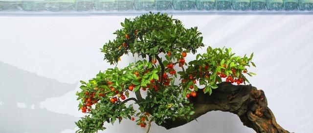  「出名」中国哪的盆景最出名？