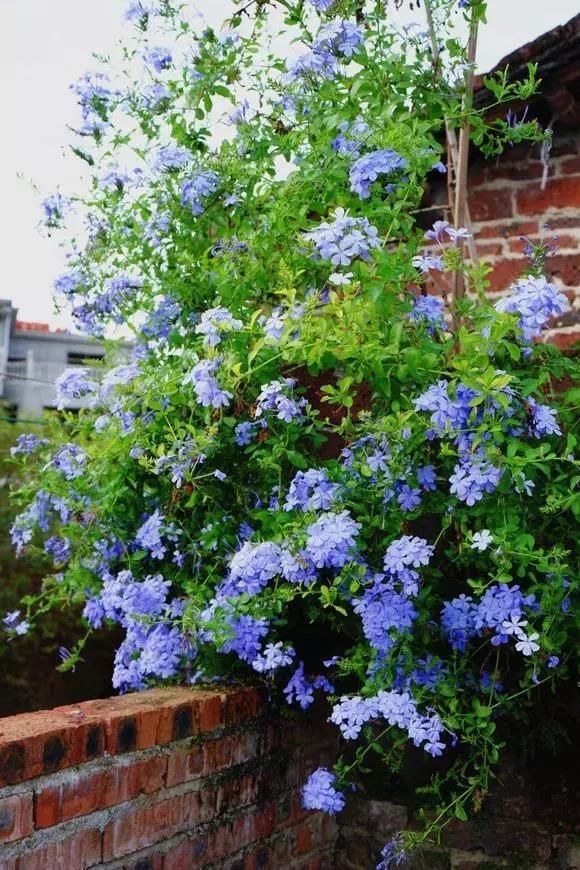  「开成」养3种花一定赚了，夏天开成“花瀑布”，年年都是这个样儿