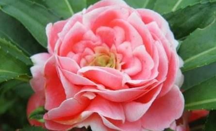 #绿萝#1种“蝴蝶花”,花开红艳艳,胜似长春花,一开90天,比养绿萝强