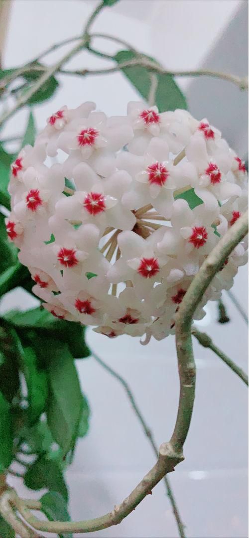  「一大」想要养有个性的花，就养五星花，开出一大捧小星星，养一次就上瘾