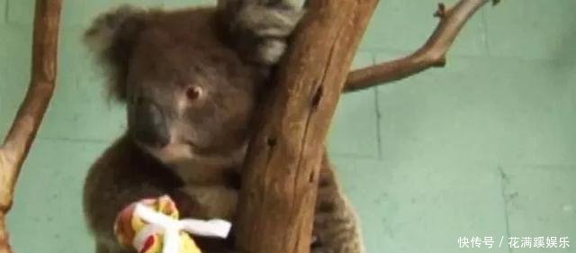 澳大利亚大火主要在哪里