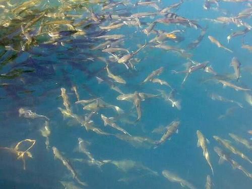 神秘的湖泊,各种鱼类达上亿公斤,为何没人去捕鱼?