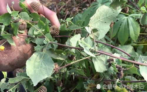  除掉|此野草，经济价值高，见到请别除掉，也许对您有帮助