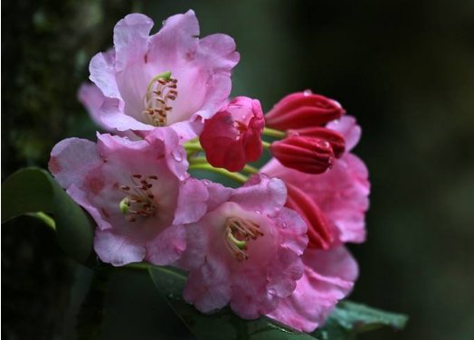 「花草」这些花草不仅好看还好养,花大色艳,色彩艳丽花期长,全年有花看