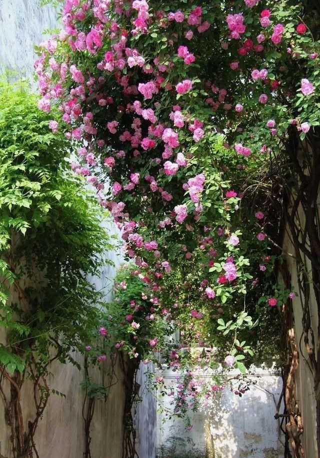  『植物』太美了！这些爬藤植物，一棵就能爬满窗户和墙，邻居看了都羡慕！