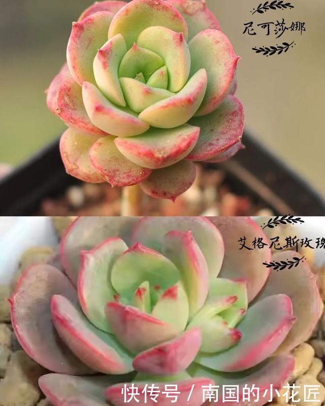 玫瑰■【多肉区分】艾格尼斯玫瑰、尼可莎娜、红化妆,姐妹三个?