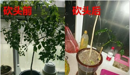  【砍头】半死不活的幸福树，被我狠心砍一刀，结果冒出好多芽！