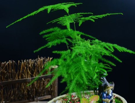 『朱顶红』养花养个“美艳”的,花色鲜艳亮丽,枝叶繁茂旺盛,枝叶青翠欲滴