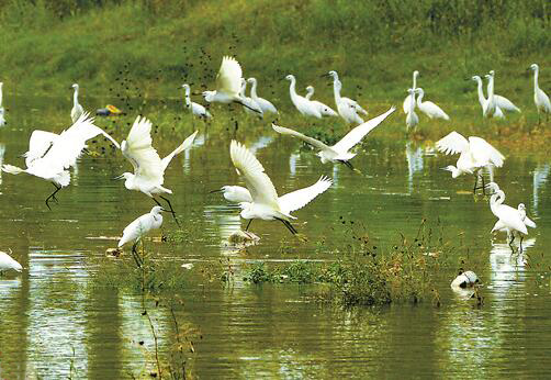 青山绿水间 白鹭舞翩翩