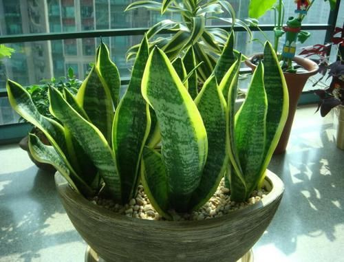  植物：客厅养这“4种植物”，既好看又好养，净化空气保健康，四季常青