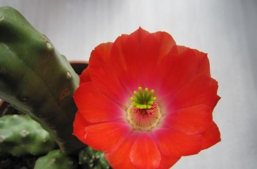  『家里』这四款花卉，养在家里清新脱俗，一次花开上百朵，花开香飘溢满屋