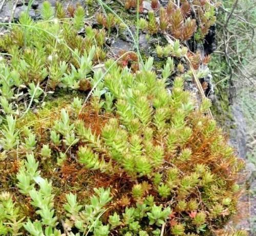  『花盆』长石缝里的小草，看到拔1棵，种花盆，浇水就生长，比吊兰美10倍