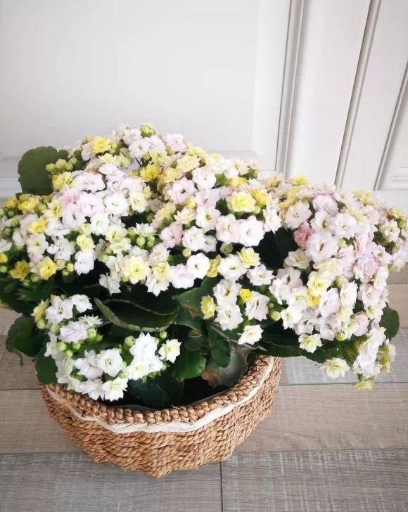  植株进行：家里的长寿花不开花？养成老桩花多到爆