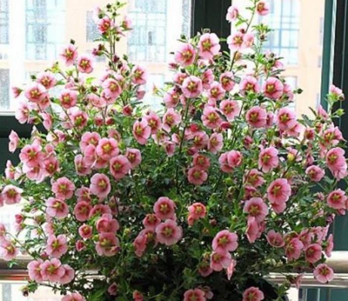  『开花』最受欢迎的“4种花”，好养又漂亮，开成花球，花期长达300天！