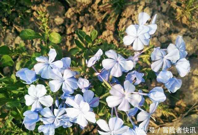  #开成#这花长得巴掌大，越晒花越多，一不小心就开成瀑布