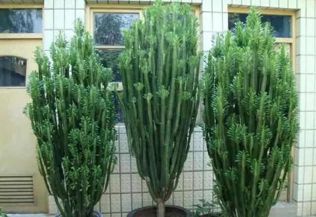 「丑花」养这三种“丑花”,四季翠绿,不开花还带刺,却能招福镇宅