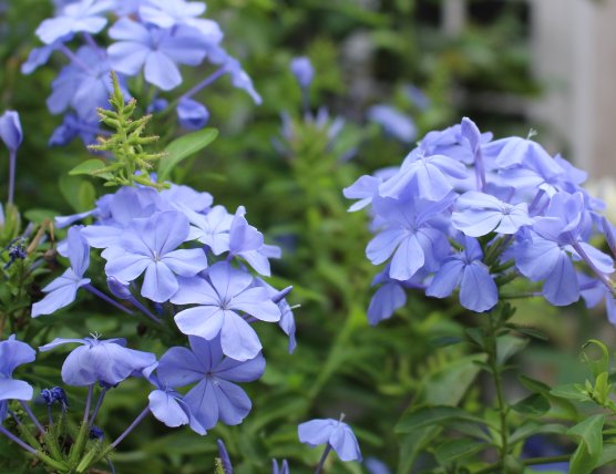  特别■天气越来越热，阳台种植这些耐热花朵就好了，花朵蹭蹭窜
