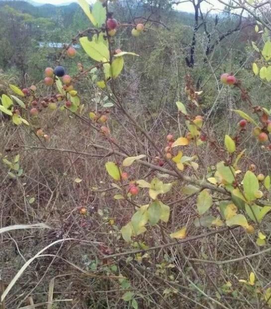 「药用价值」农村一种植物是麻雀筑巢地，药用价值更珍贵，市场3
