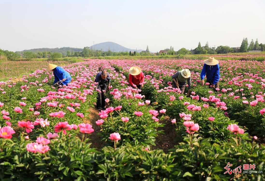  『庐江县金牛』安徽庐江：芍药绽放“致富”花