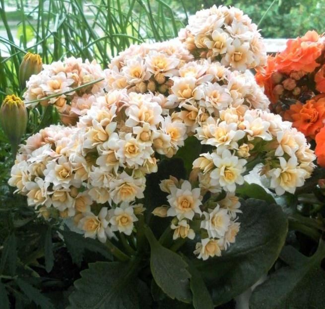 「长寿」长寿花一直开着花,可以换盆吗?