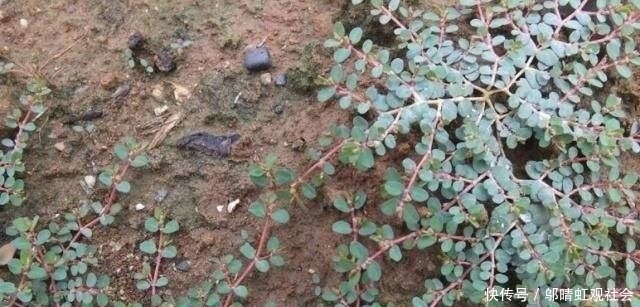  「成了」曾被农民列为“5大害草”之一的植物，现在成了稀罕物，