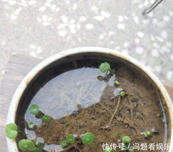  [花盆]河边捞点铜钱草，“半水半土”养，30天迅速长满花盆，贼好养