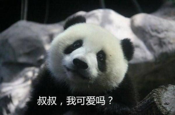 南宁动物园熊猫什么时候可以看