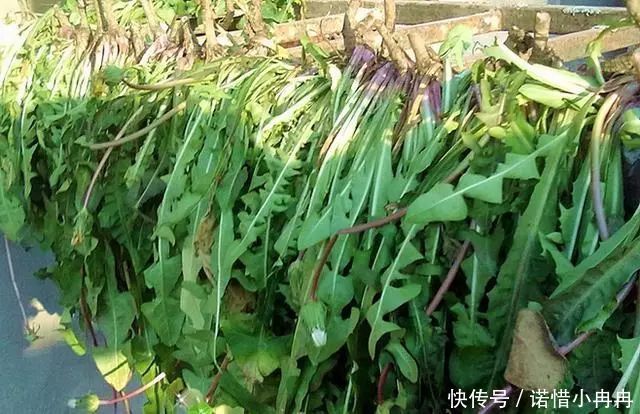  「根部」蒲公英泡水去肝火，叶子和根哪个好？二者功效各不同，您选对了？