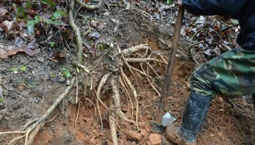  『殊不知』果园旁一种植物，因根茎发达，常被除掉，殊不知是名贵的药材