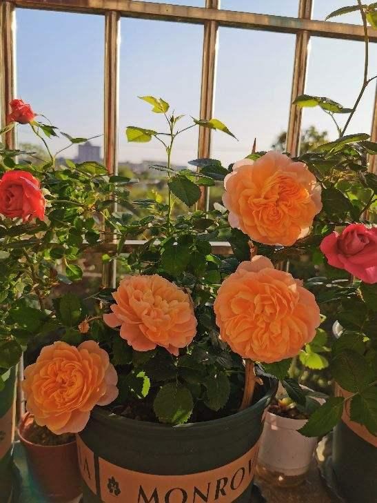  『缓苗』花市这种月季花，竟然是激素苗，难怪搬回家就死！