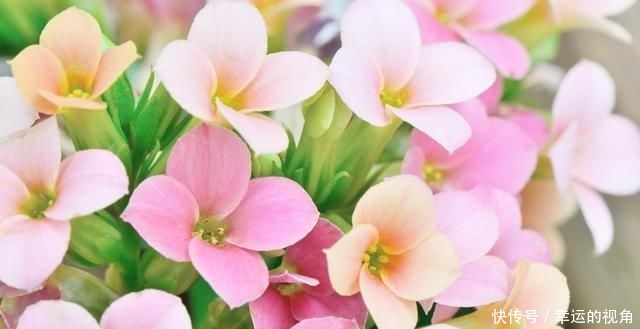 礼品■花语吉祥,常作为礼品馈赠亲朋好友,长寿花详情介绍