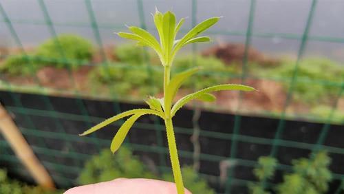 农村这野草满身是刺，猪吃了就病倒，殊不知价值珍贵，20元一斤