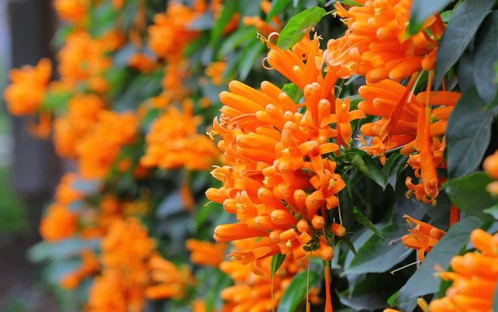  『开花数量』“这种花”花朵金灿灿，花期“大半年”，打造家中花园“必备”