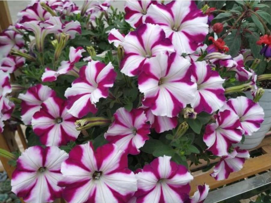 [适合]阳台适合养的“3种花”，个个是“爆花王”，轻松开成花园！