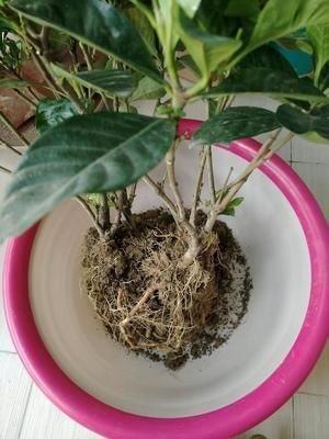  「软肋」栀子花“黄叶”毛病多？避开2个软肋，随随便便养活，绿叶满盆花
