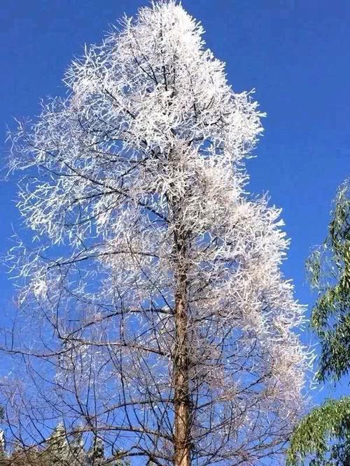 一大波美图正在向你袭来！鹰潭的雾凇让你一秒入仙境！