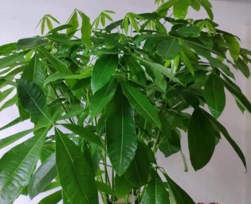  #洋桔梗#4种花美的出奇，开起花来“拦”不住，美不胜收，你养了吗