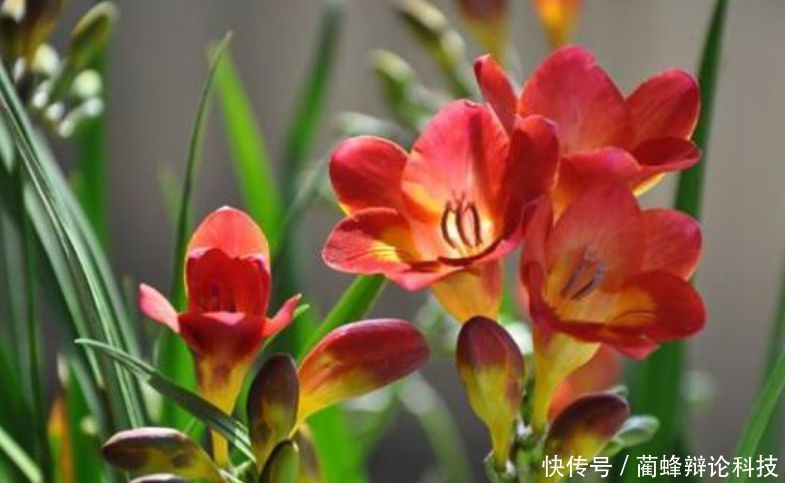 红掌:“3种花”人见人爱,漂亮又好养,一开就是大半年,阳台变花海!