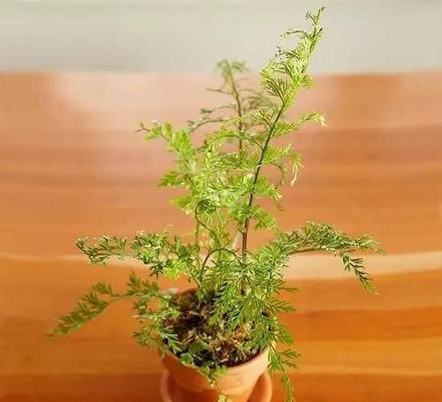  [植物]12种能养玻璃瓶中的植物，喜欢纯粹的绿植